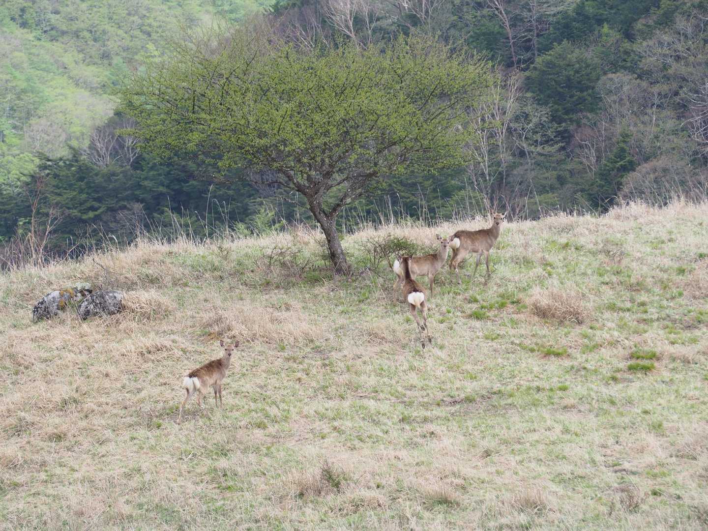 湯ノ沢峠登山口-湯の沢峠-黒岳 往復コースの写真