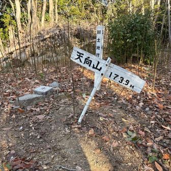 天向山山頂。短く伐採されてるが、トゲトゲの植物が囲む