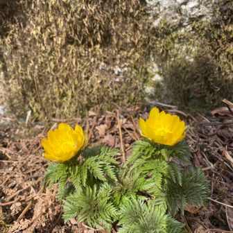 ここで第一福寿草発見👀🌼
山頂付近はこの子達だけでした👀