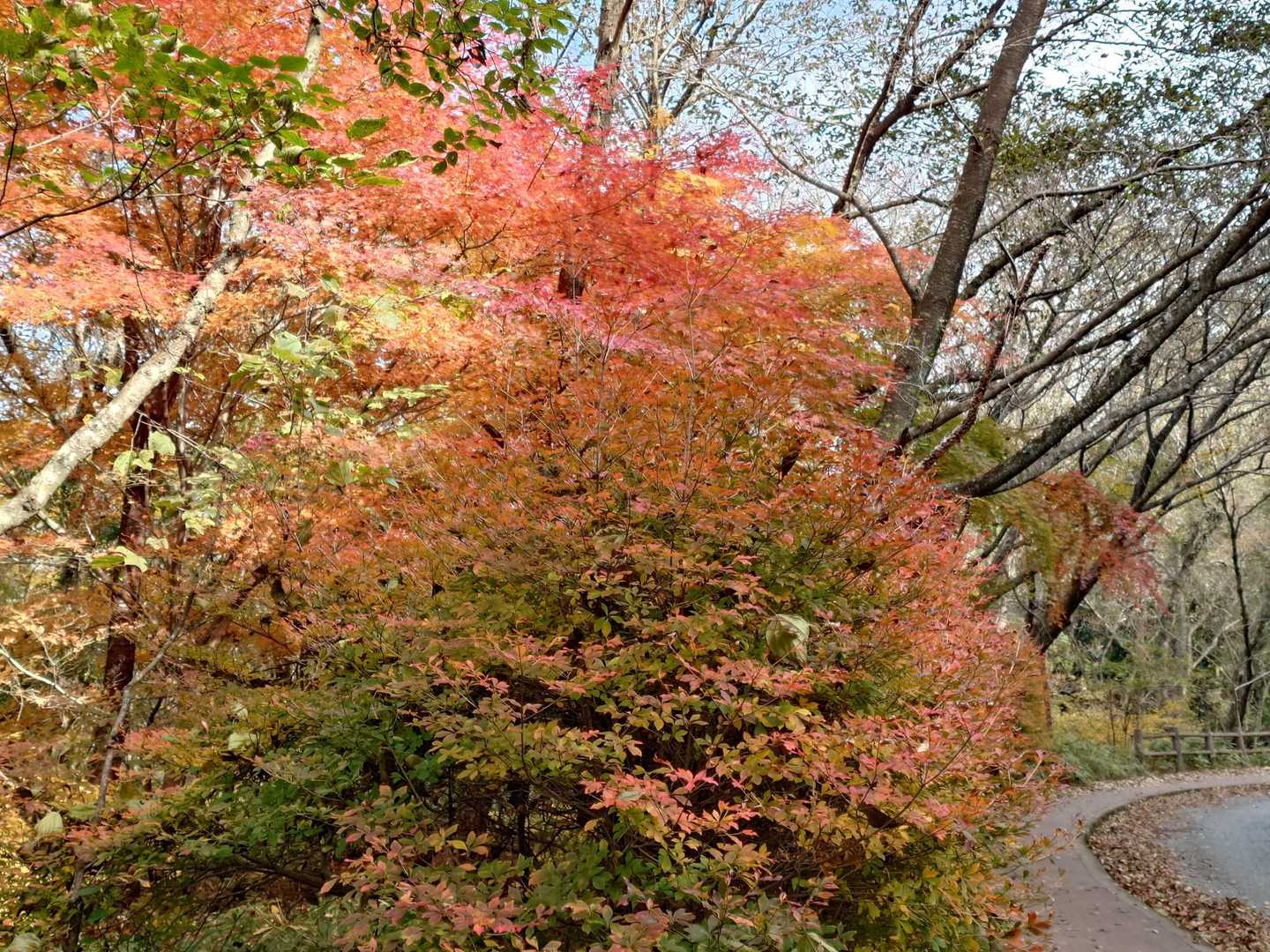 🍁