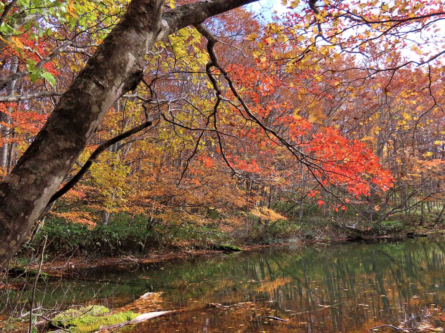「月沼」の周囲は紅葉が密集。