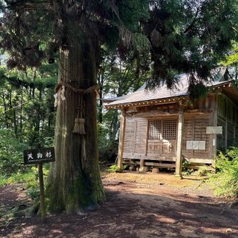 ミヤマウズラ　見れたね！