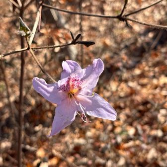 もちツツジ🌺一輪