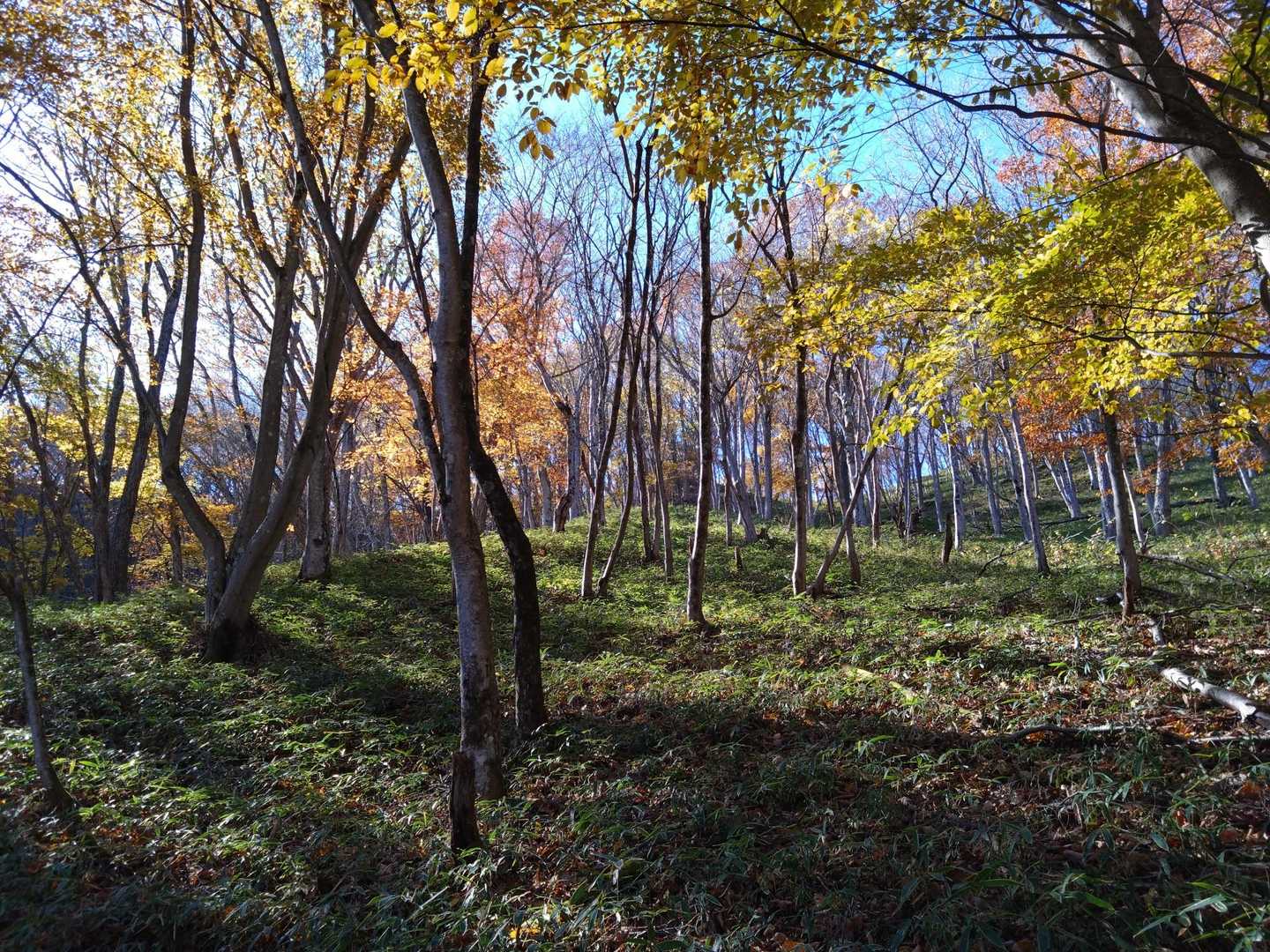 🍁に包まれて、気持ちのいい歩き