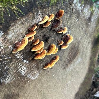 ぐみの木峠のきのこ