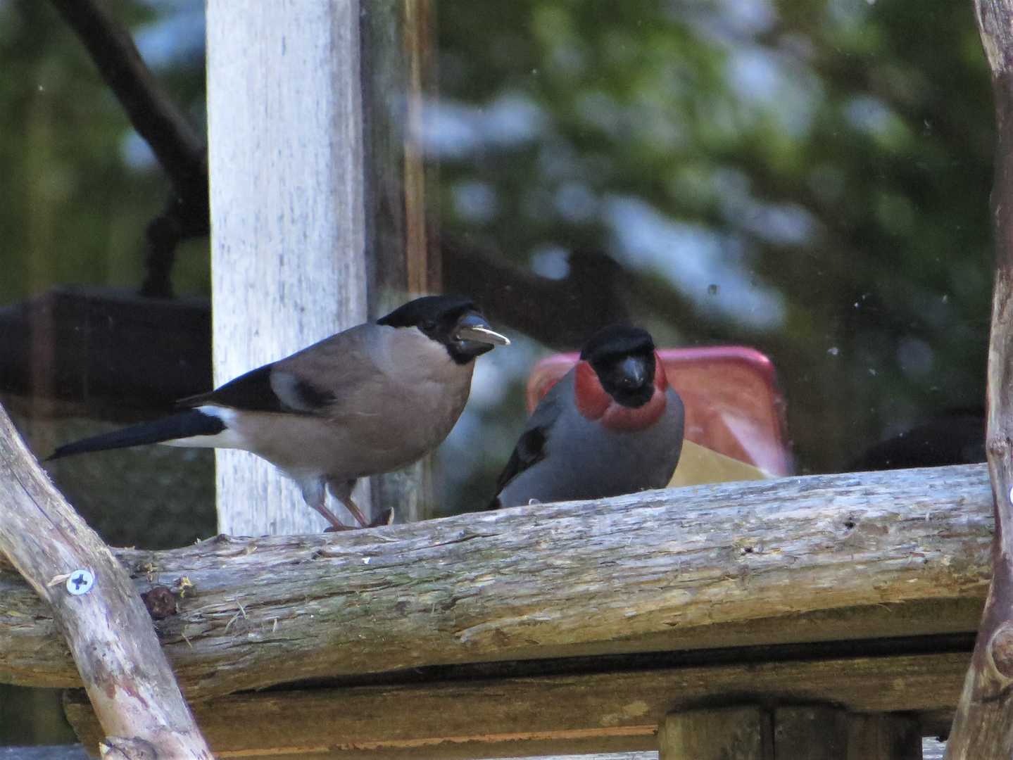蓼科山荘の窓辺に本物のウソ
オスとメス