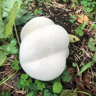 男体山のよっちゃん