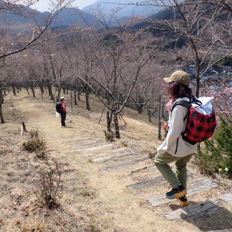全部咲いたら綺麗だろうね〜😭