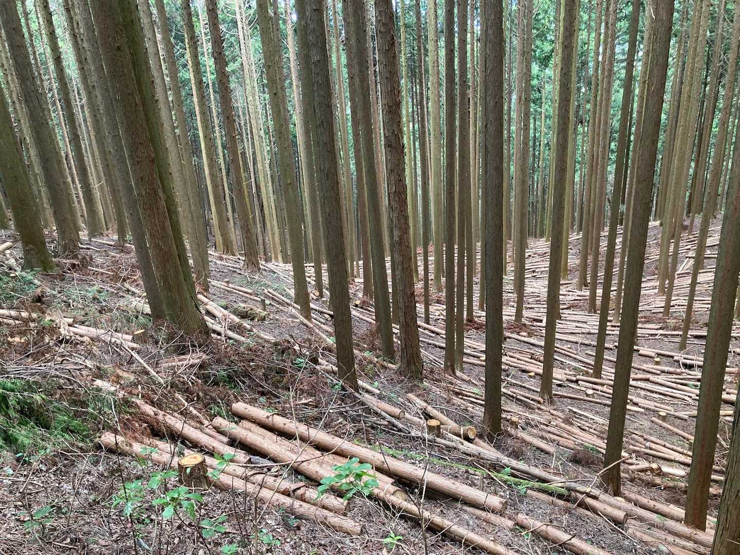 途中　無数の木の伐採がありました。その後もテクテク歩く事に🚶
無事に山歩き終了☑️ 皆さん　お疲れ様でした。