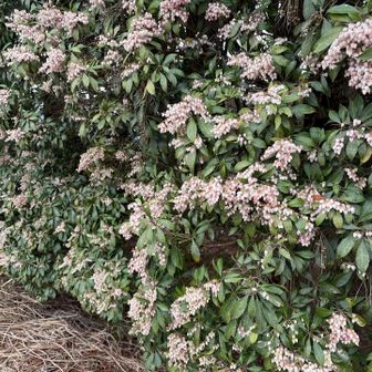これがアセビと最近知りました😅