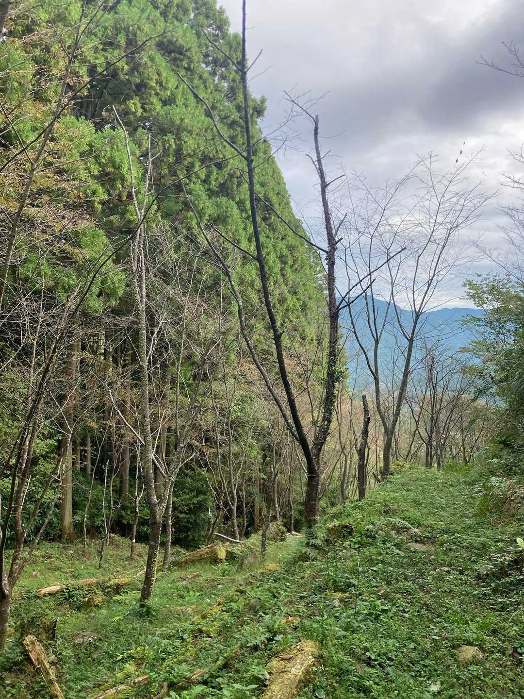 山桜群生地帯🌸