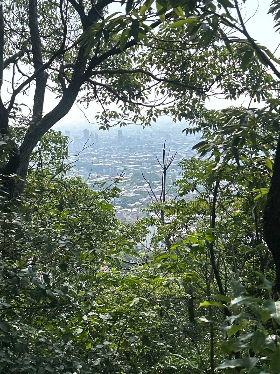 少し気持ちいい風吹きます　この後　猪🐗と並行登山　6・7秒ぐらい、そして目の前に子猪ちゃん　立ち止まると　親猪との合流方面に行ってくれました