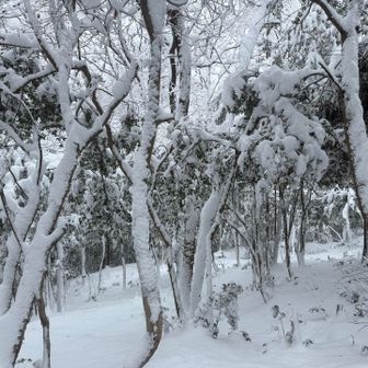 樹氷がきれい😍