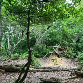 牛山の山頂です。なだらかな地形なので山頂とは思えず、山名プレートを見て気付きました。眺望もなくて地味な山頂です。