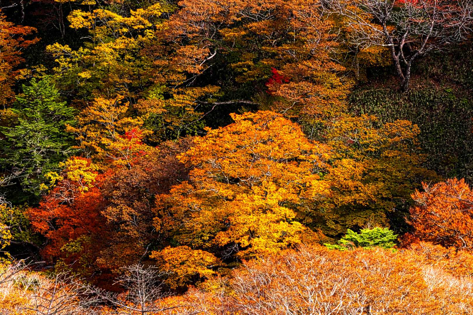 落合峠-落禿-前烏帽子山-寒峰 往復コースの写真