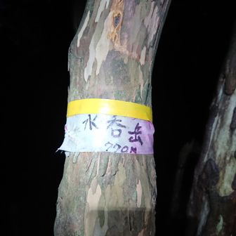 ㊗️近江百山♪銚子ヶ口＆カクレグラ101・100/101 / 綿はるの登山