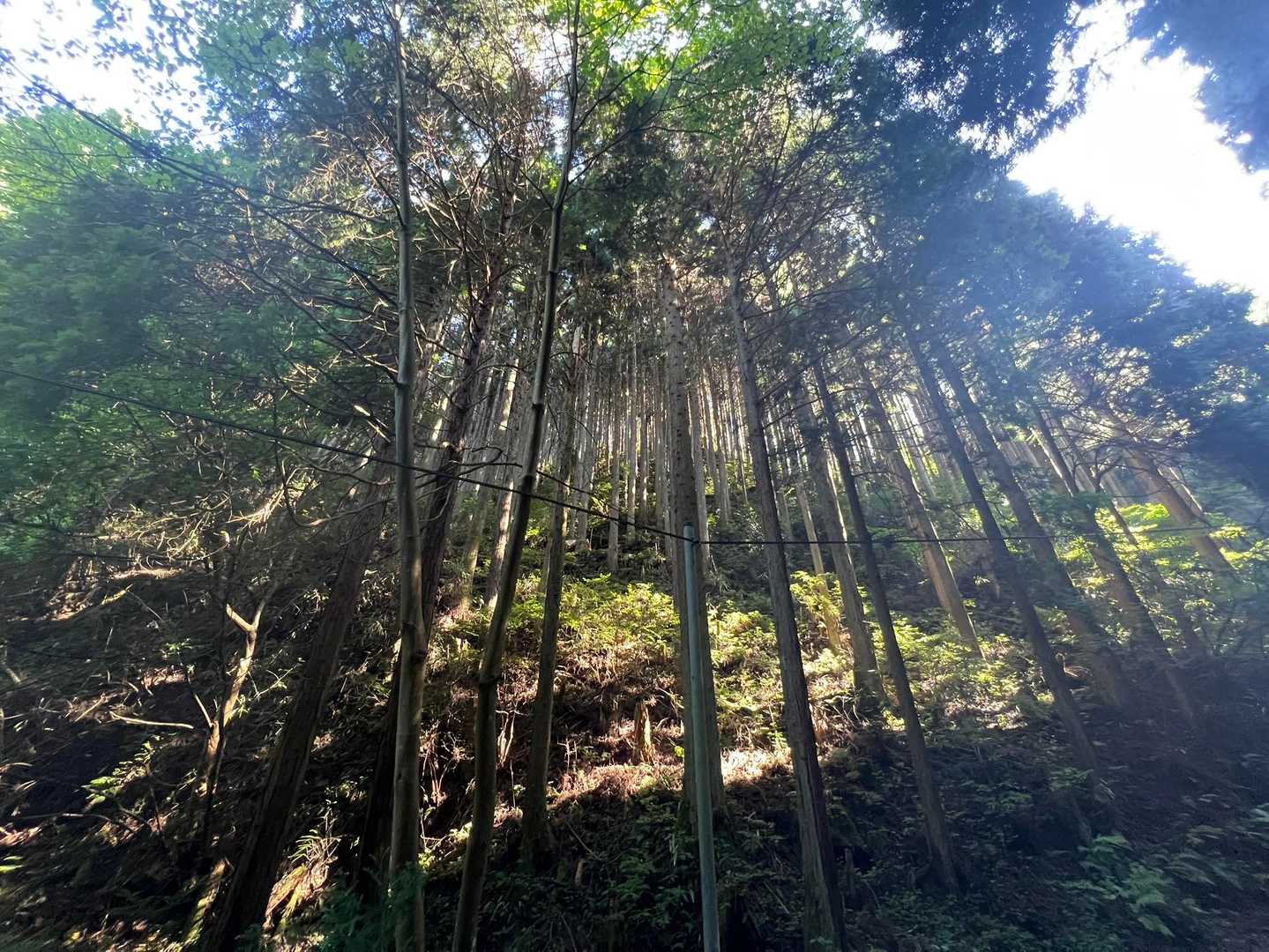 百ヶ辻登山口-金剛山 往復コースの写真