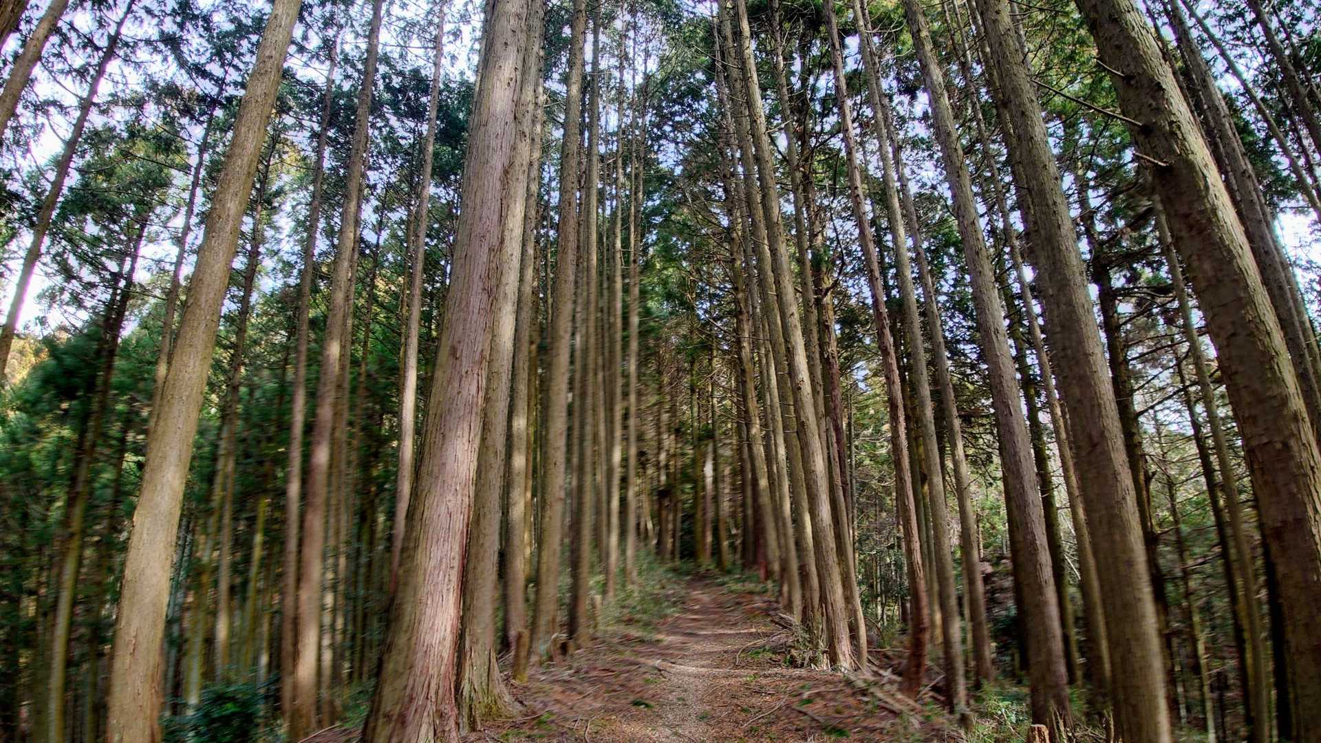 歩きやすい登山道です♪