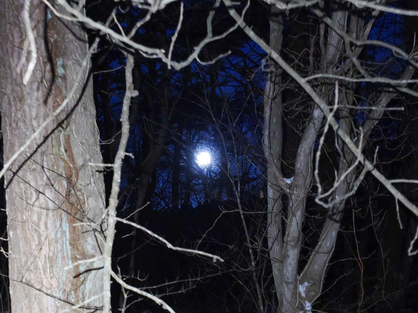 でも林の隙間からは🌝お月様が見守ってくれました。