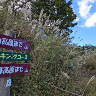 数年前は
峰山高原から砥峰高原へと歩きました