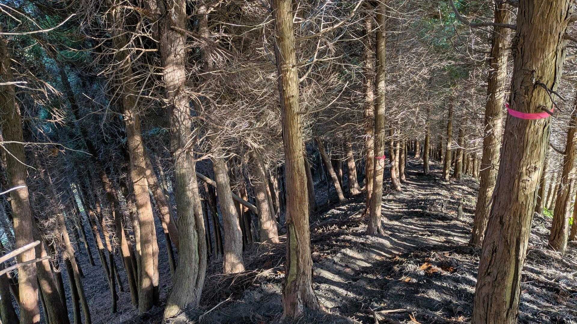 尾根筋を下る