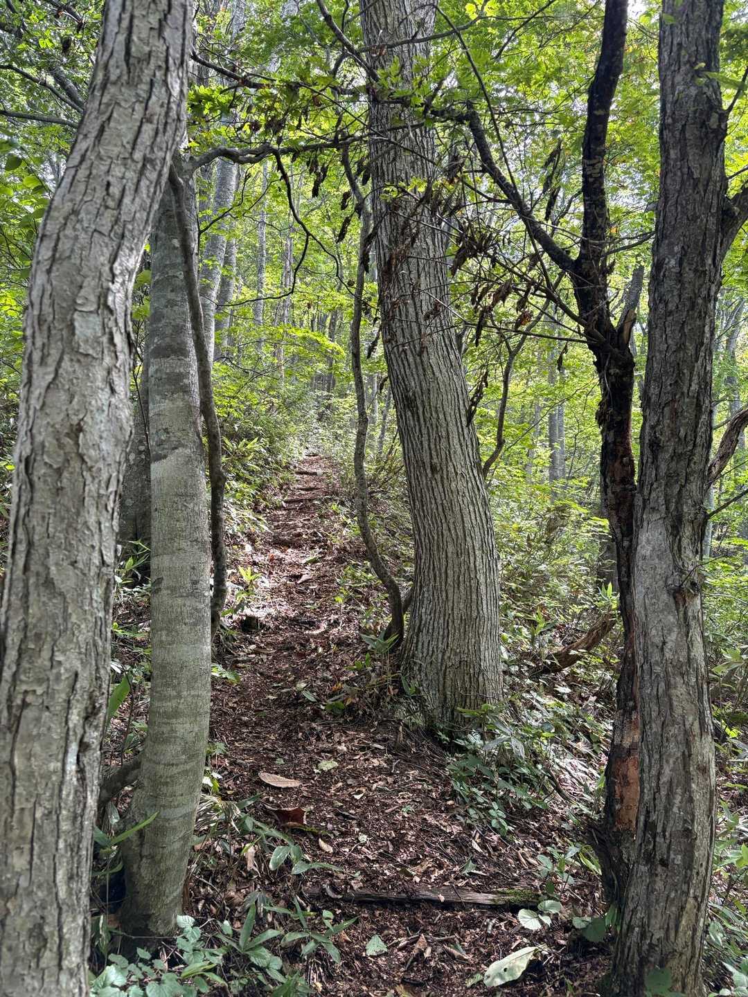 緩急入り交じる登山道。