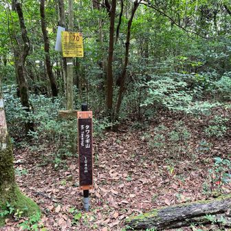分岐で　道をはずれたか
ウィンドブレーカーは
いづこ！