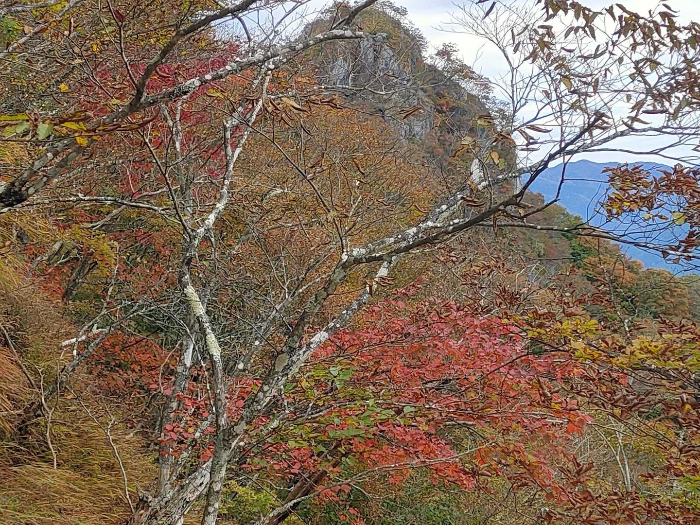 坂本バス停-二子山登山口-股峠-二子山東岳 往復コースの写真