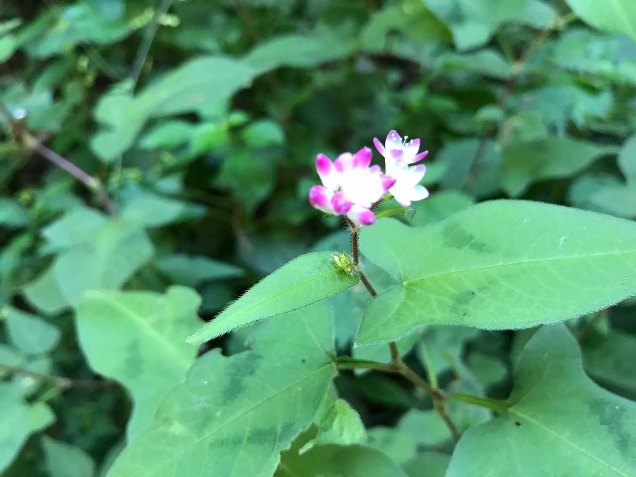 可愛い花だが綺麗に撮れず