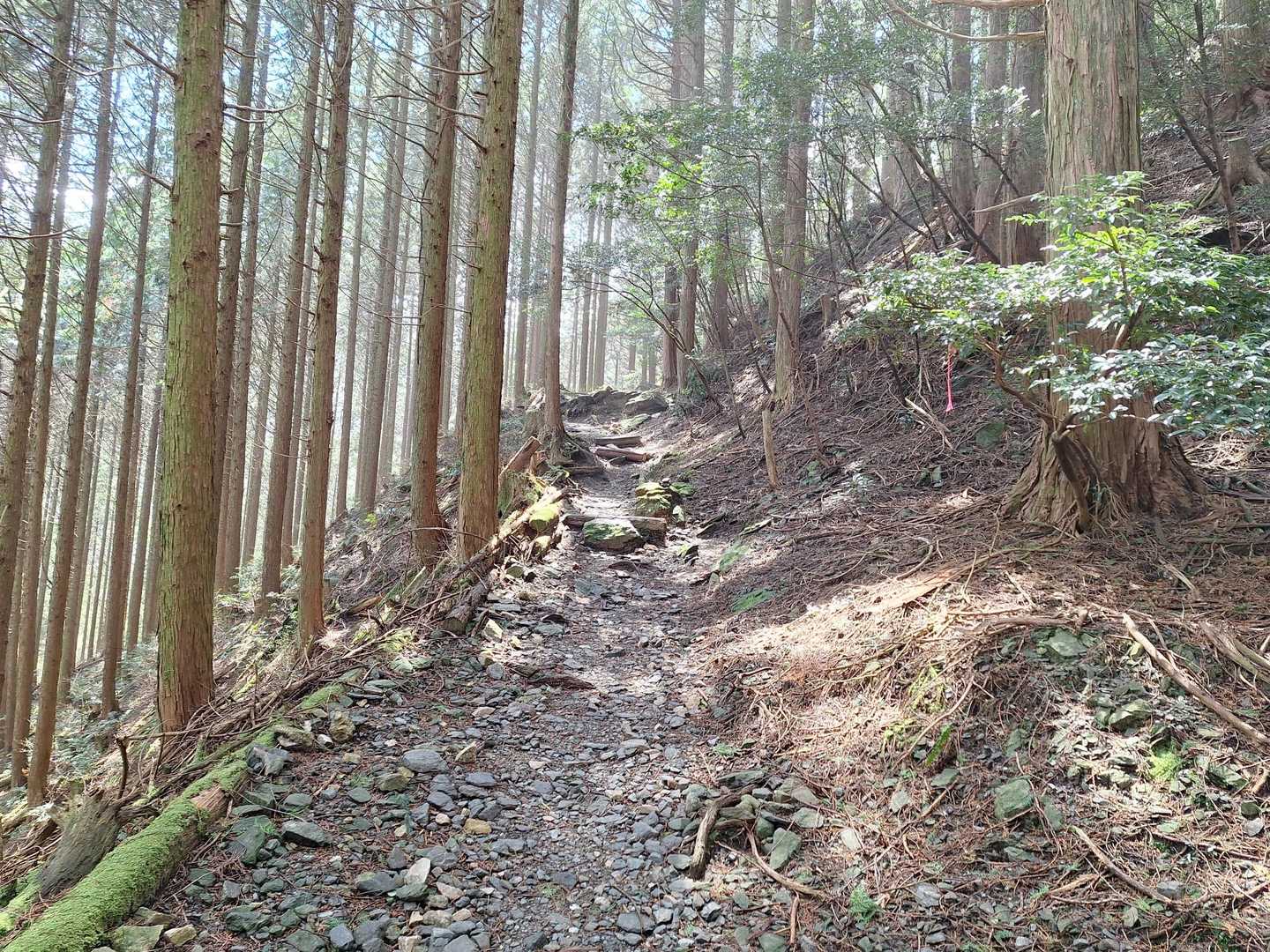 頑張って登るよー☺