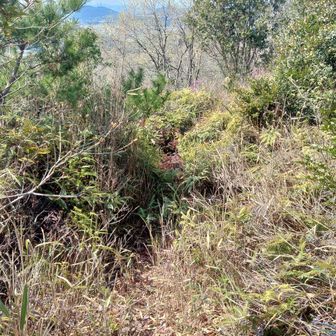 薮に突入しかし草刈りはされてます✂️