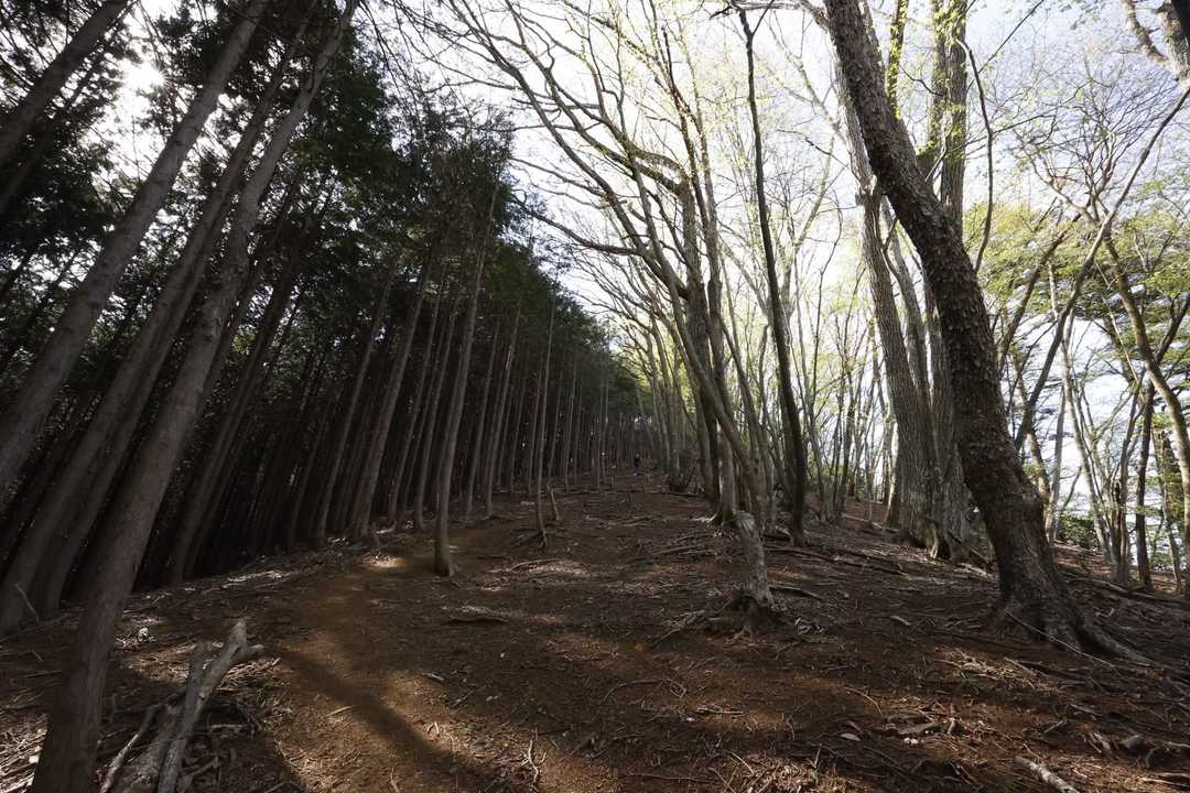 御前山 の写真 11