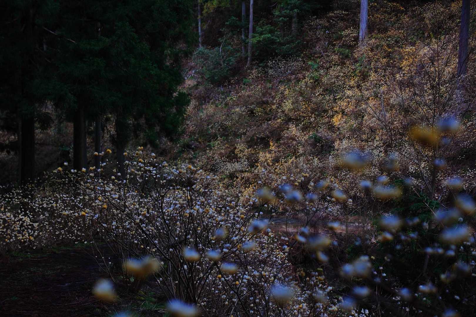 高畑山 往復コースの写真