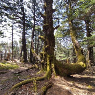 🌲山陵部の原生林