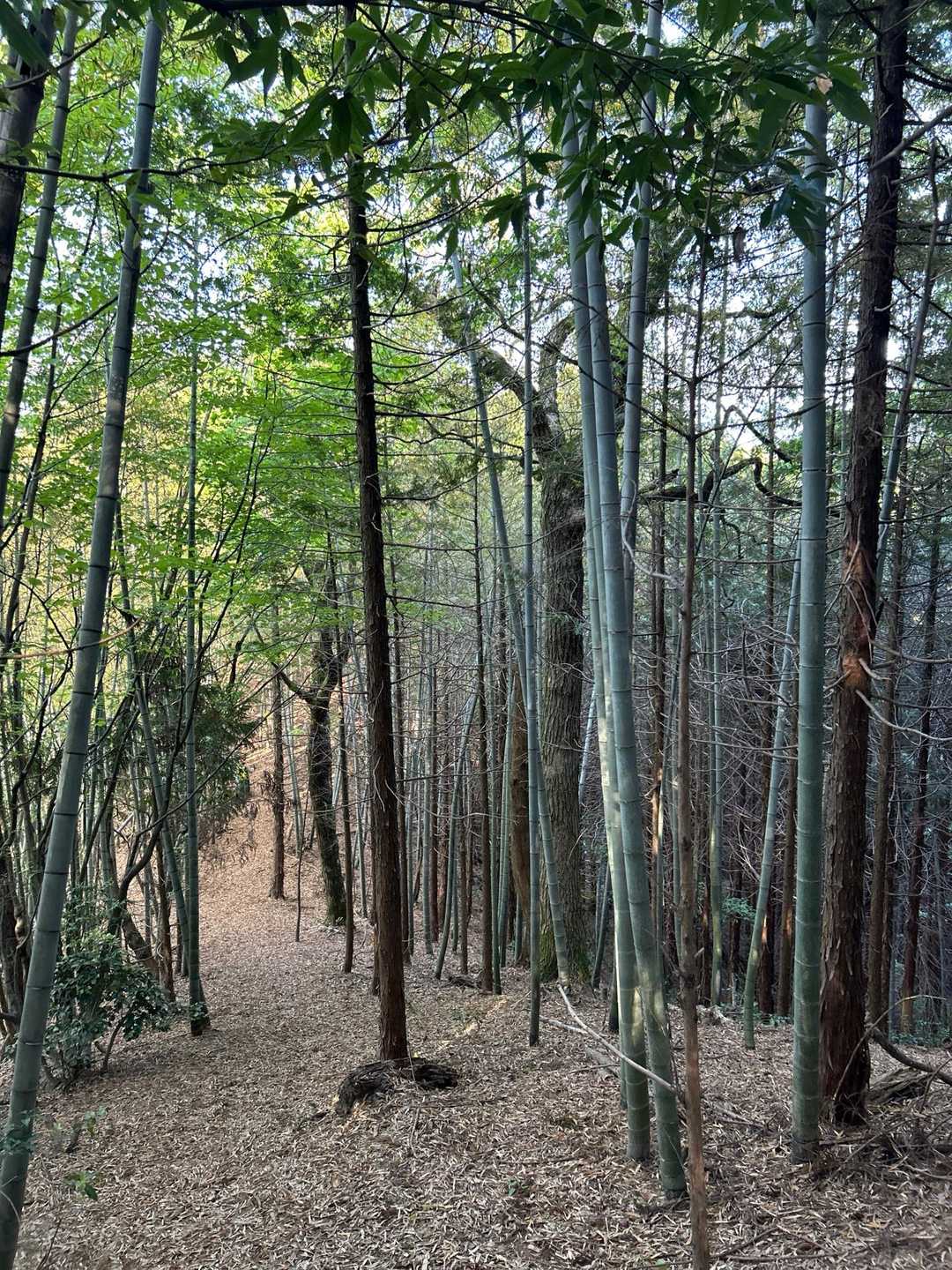 竹林