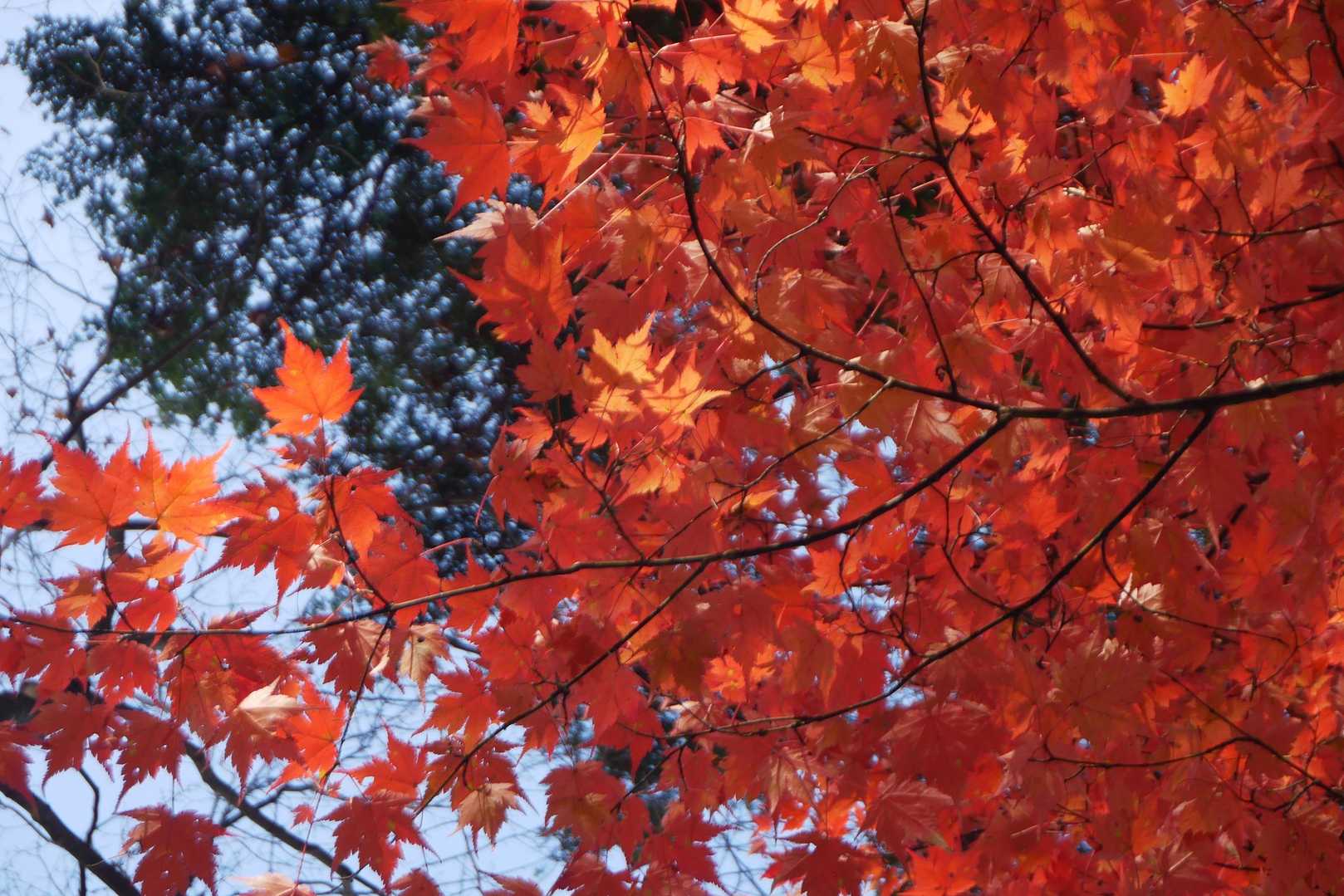 紅葉眺めながら