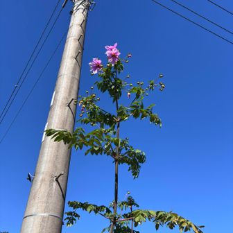これは何の花でしょう？