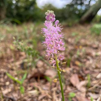 東山登頂
ツルボ？広い山頂に可愛いお花咲いてました