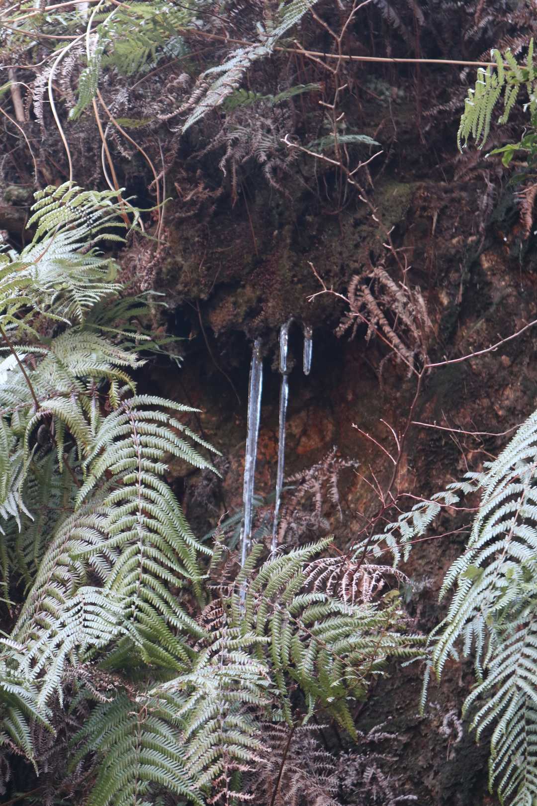 あっ氷柱～