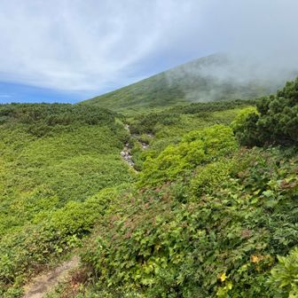 緑豊かな登山道です