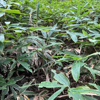 薮レベル2
されど、踏み跡は明確