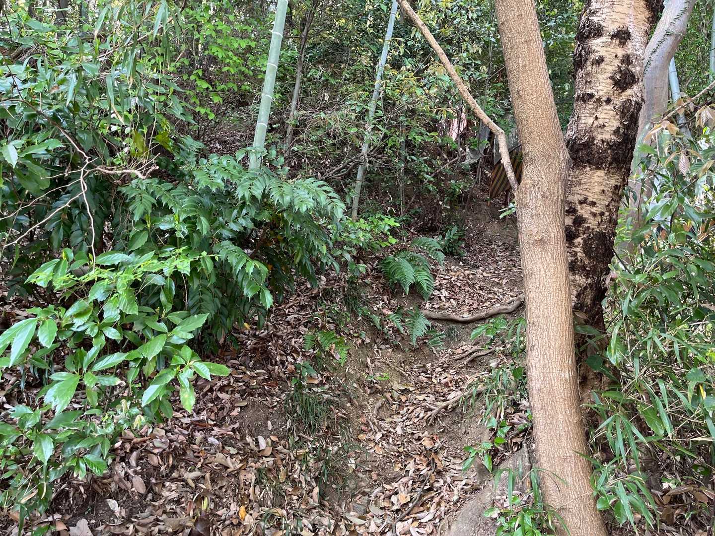 コースタイムでなんとなくは察していたけど、高尾山のどのコースよりきつい。