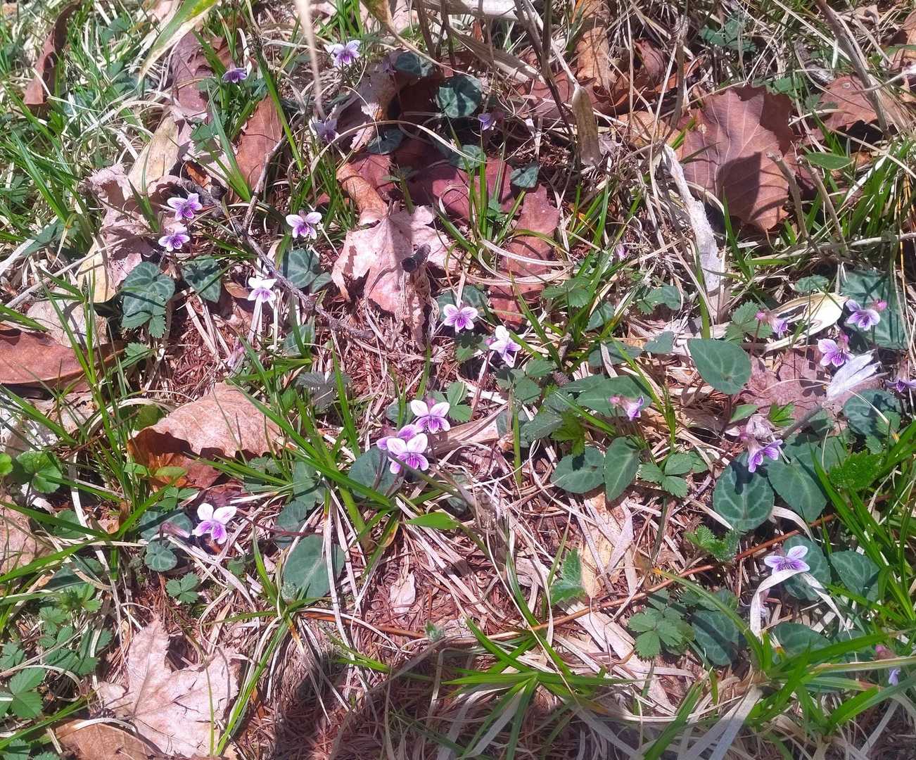こんな感じで沢山咲いてます💜🌱💜