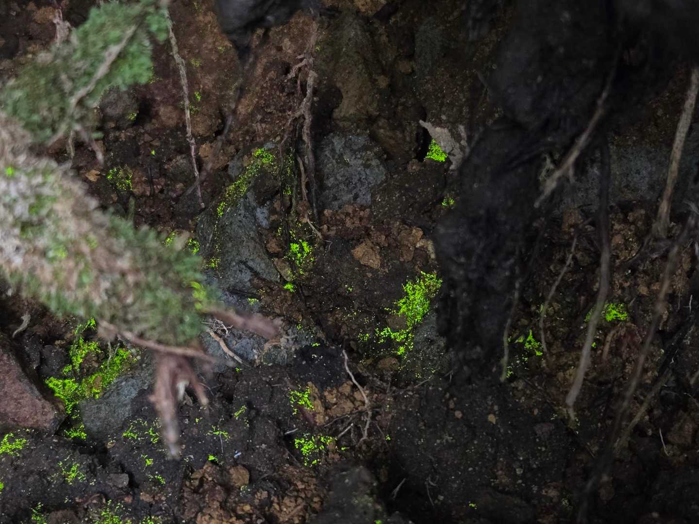 あ！ヒカリゴケ💚✨