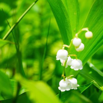 花畑の日本すずらん。こちらの方が元気で、撮影もしやすいですね。