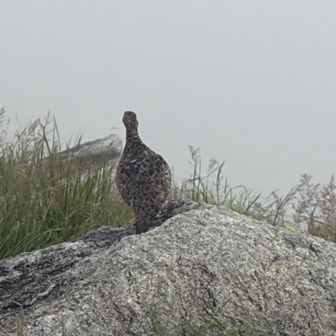 友達と合流して周回することに。雷鳥さん登場。