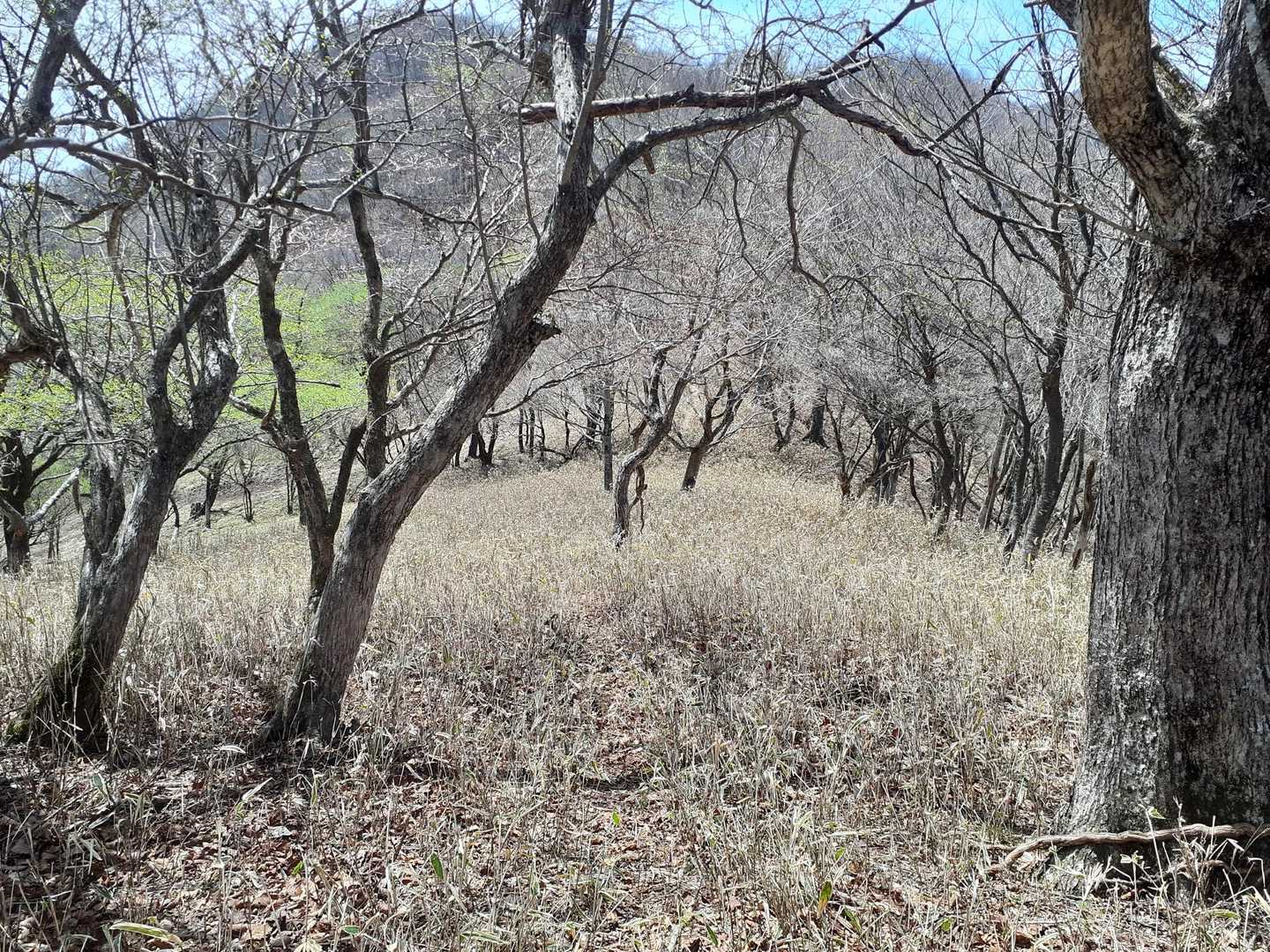 この辺りで薮の中をイノシシが横切ってきてビックリした🐗