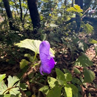 権現山。標識なし。トリカブトが1輪だけ咲いていた💜
この後、トリカブトはた〜〜くさん、見られる😊