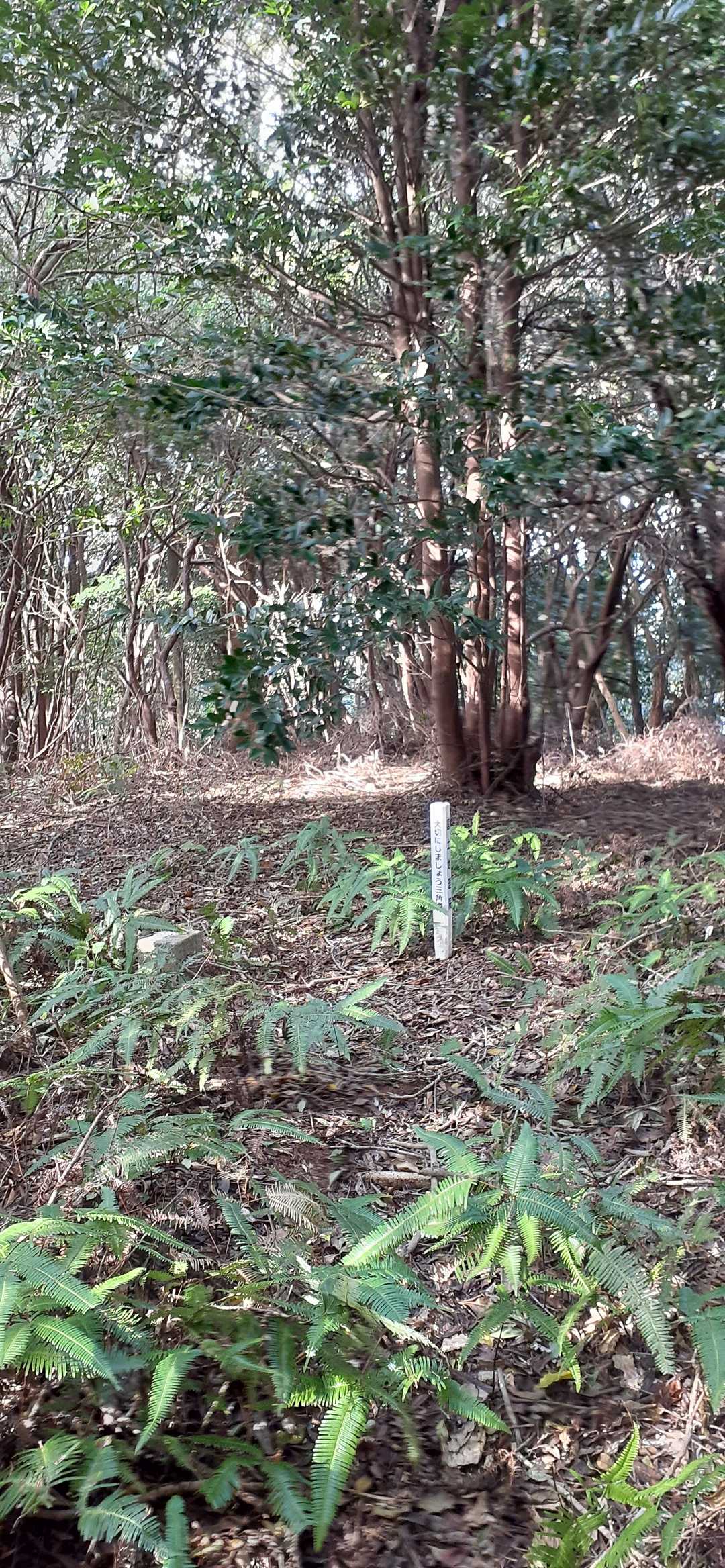 山頂