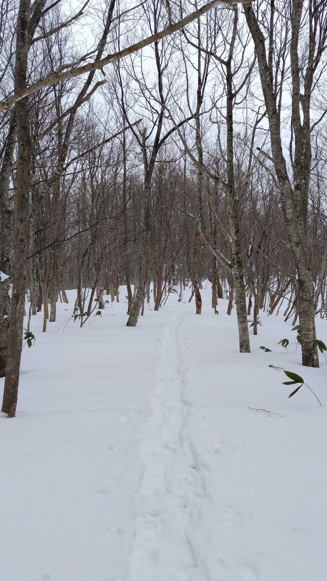 この辺は雪が少ない。